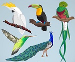 5 color birds design vector